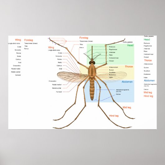 Anatomiediagram van een Mosquito Culex Pipiens Poster (Voorkant)