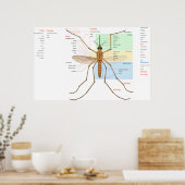 Anatomiediagram van een Mosquito Culex Pipiens Poster (Keuken)