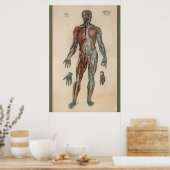  anatomiegrafiek 1851 poster (Keuken)