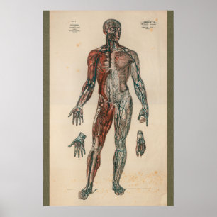 anatomiegrafiek 1851 poster