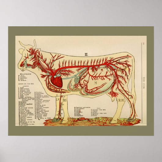 anatomiegrafiek 1917 Koe Poster (Voorkant)