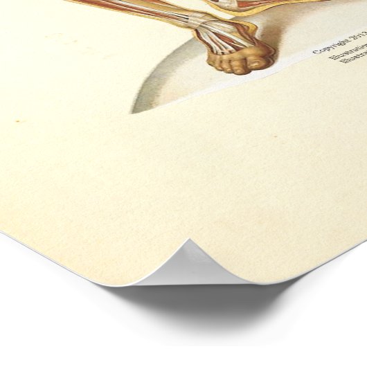 Anatomiegrafiek Poster (Hoek)