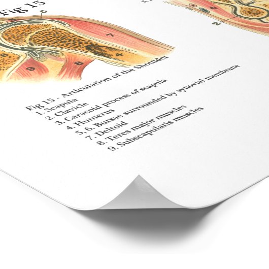 Anatomiegrafiek Poster (Hoek)