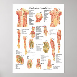 Anatomiegrafiek Poster