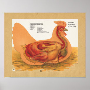 Anatomiegrafiek van de Chicken Hen-spier Poster