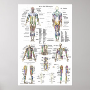 Anatomiegrafiek van de menselijke spier in het Spa Poster