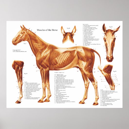 Anatomiegrafiek van de paardenspier poster (Voorkant)