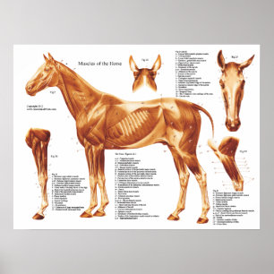 Anatomiegrafiek van de paardenspieren poster
