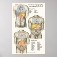 Anatomiegrafiek van de topografie van het menselij