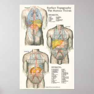 Anatomiegrafiek van de topografie van het menselij poster