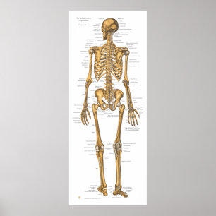 Anatomiegrafiek van het menselijk skeletsysteem poster