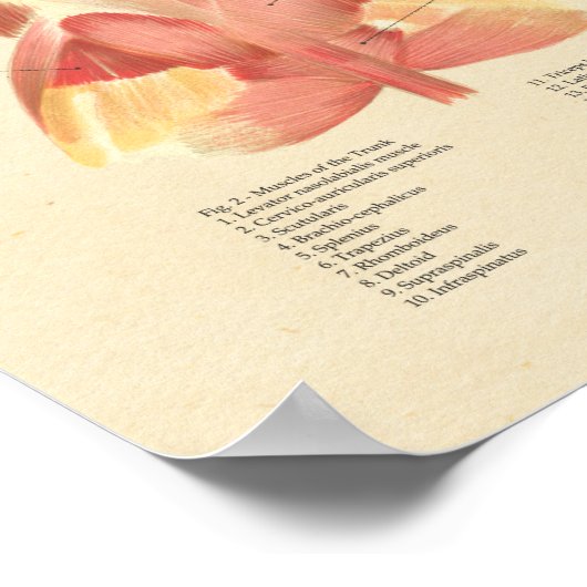 Anatomiegrafiek van het mg spierstelsel poster (Hoek)