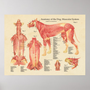 Anatomiegrafiek van het mg spierstelsel poster