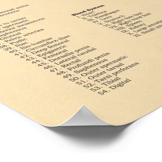 Anatomiegrafiek Varkenshaar Varkenshaar Poster (Hoek)