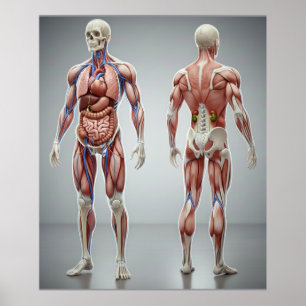 Anatomieposter Menselijk Lichaam voor Kinderen Wet Poster