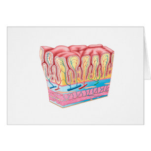 Anatomiestructuur en lagen van de muurmuur