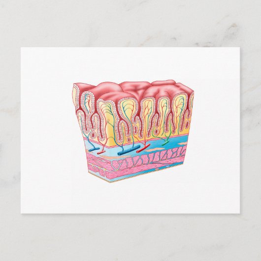 Anatomiestructuur en lagen van de muurmuur briefkaart (Voorkant)