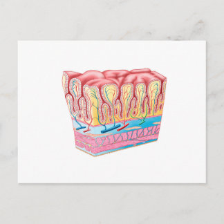 Anatomiestructuur en lagen van de muurmuur briefkaart