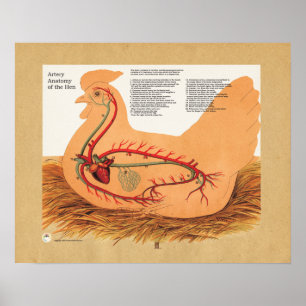 Anatomigenkaart Chicken Hen Artery Poster