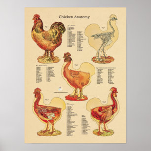 Anatomigenkaart Chicken Hen Poster