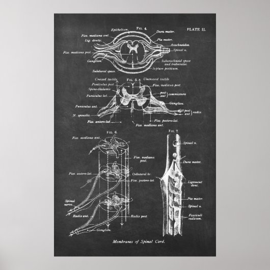 Anatomigenkaart van het ruggenmerg Afdrukken nr.3 Poster (Voorkant)