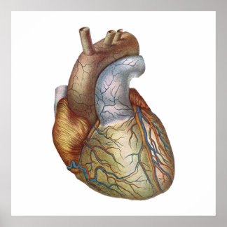 Anatomisch Corect Heart Poster