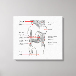 Anatomisch diagram rechtse kniegewricht canvas afdruk