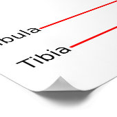 Anatomisch diagram rechtse kniegewricht poster (Hoek)