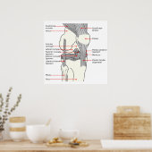 Anatomisch diagram rechtse kniegewricht poster (Keuken)