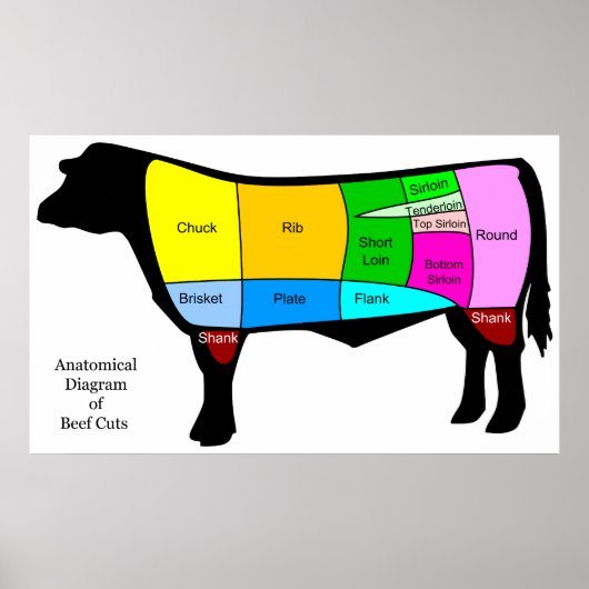Anatomisch diagram van Amerikaanse oerbeeften Poster (Voorkant)