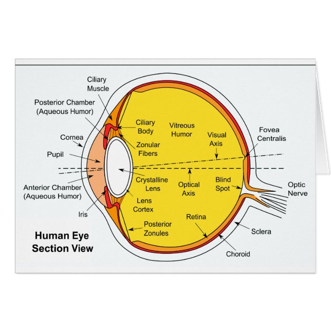 Anatomisch diagram van de humaan-oogbal (Voorkant Horizontaal)