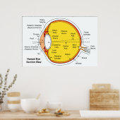 Anatomisch diagram van de humaan-oogbal poster (Keuken)