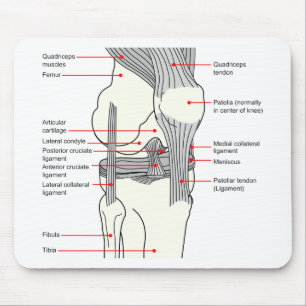 Anatomisch diagram van een gewricht van de rechter muismat