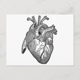  anatomisch hart briefkaart