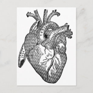 anatomisch hart briefkaart