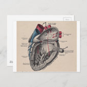  anatomisch hart briefkaart (Voorkant / Achterkant)