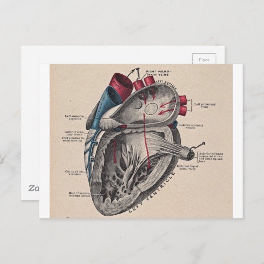 anatomisch hart briefkaart (Voorkant / Achterkant)