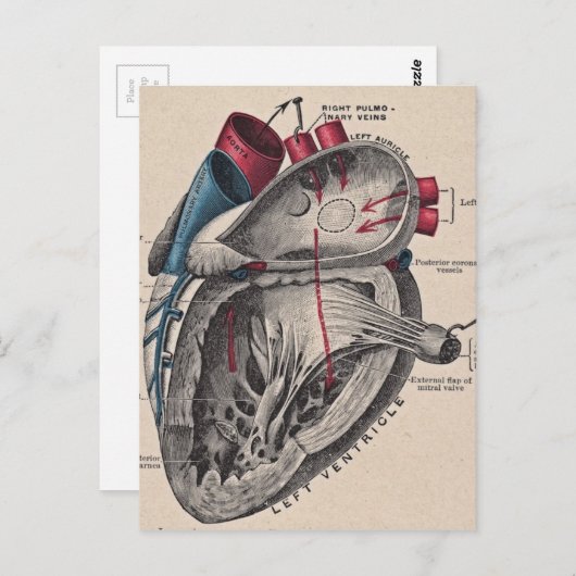  anatomisch hart briefkaart (Voorkant / Achterkant)