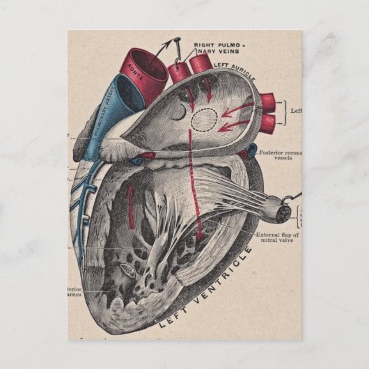  anatomisch hart briefkaart (Voorkant)