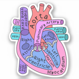 Anatomisch hart hartverpleegkundige beoefenaar sticker