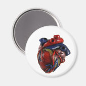 Anatomisch hart magneet (Voorkant / Achterkant)