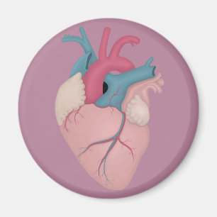 Anatomisch hart magneet