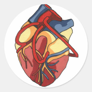 Anatomisch Hart Ronde Sticker