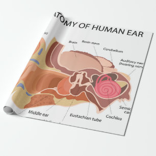 Anatomisch hartdiagram cadeaupapier