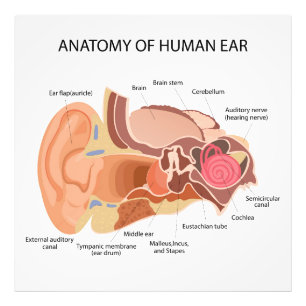 Anatomisch hartdiagram foto afdruk