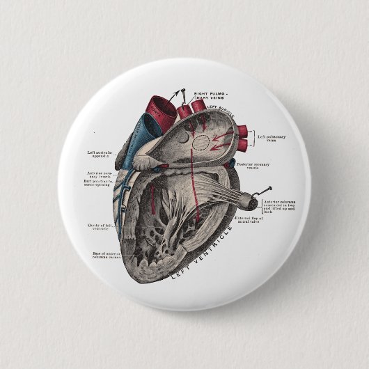 Anatomisch hartdiagram ronde button 5,7 cm (Voorkant)