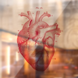  Anatomisch humaan hart  Kunstvensterkoeling Raamsticker