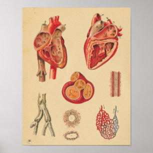 anatomische anatomische anatomie poster