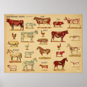Anatomische Atlas van Boerderijdieren Poster