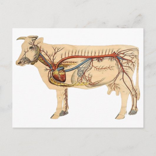 Anatomische Cute Koe Briefkaart (Voorkant)